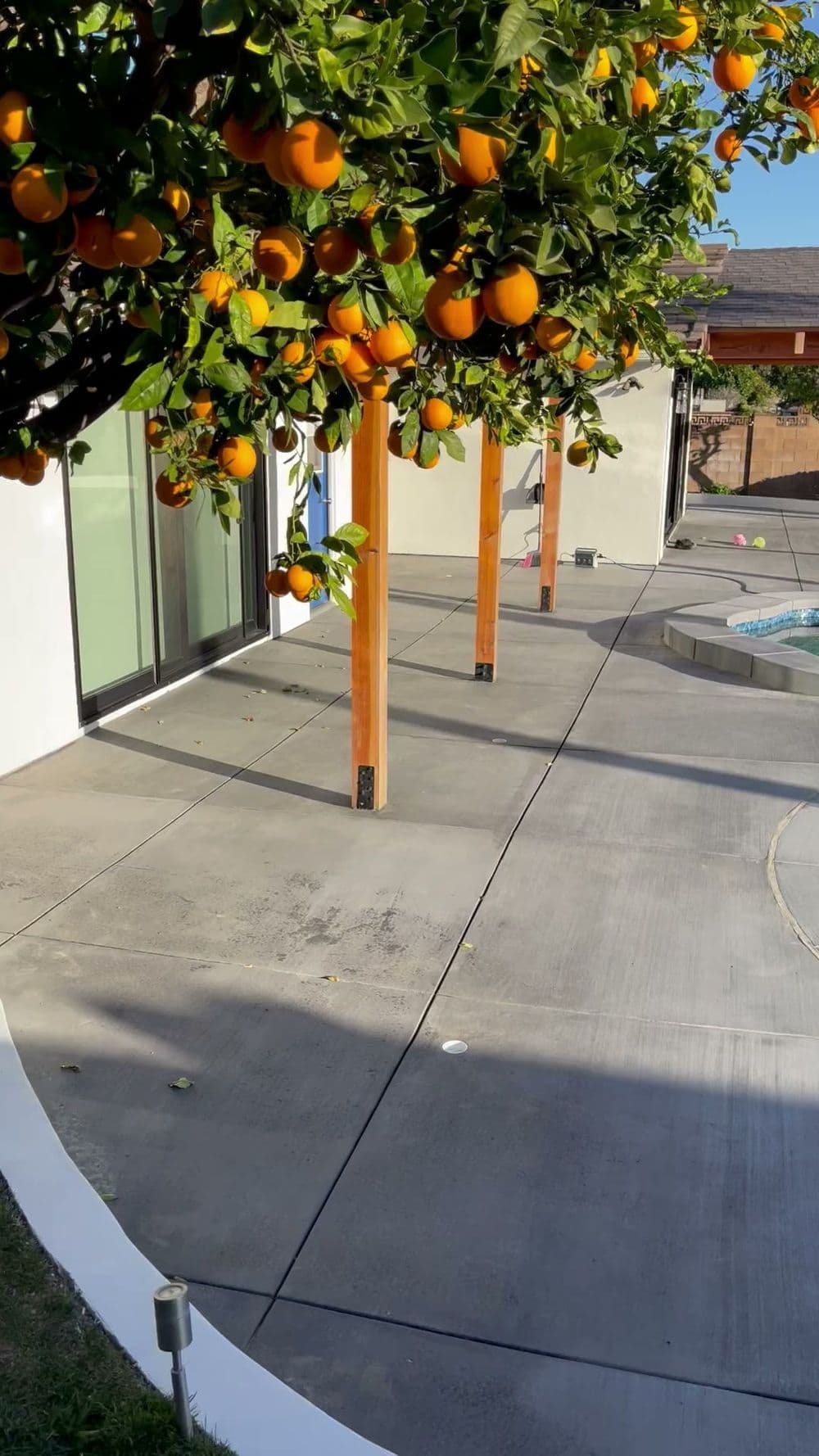 Oranges hanging from a tree above a modern patio with a pool and concrete surface.
